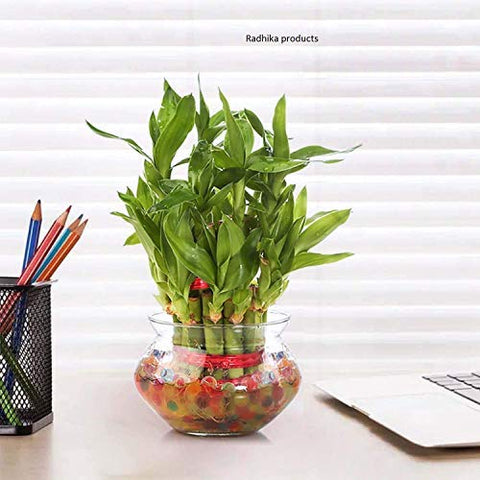 Nurturing Green Lucky Bamboo Two Layer Round Glass Pot